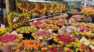 Flores